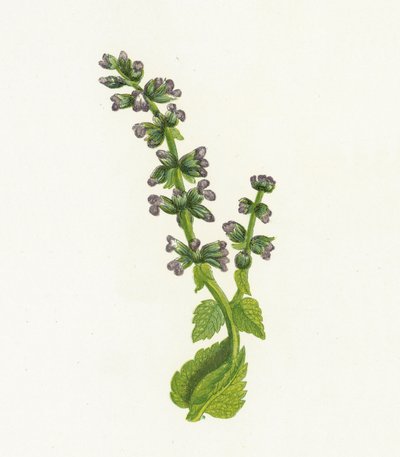Salvia inglesa silvestre, Salvia Verbenaca de English School